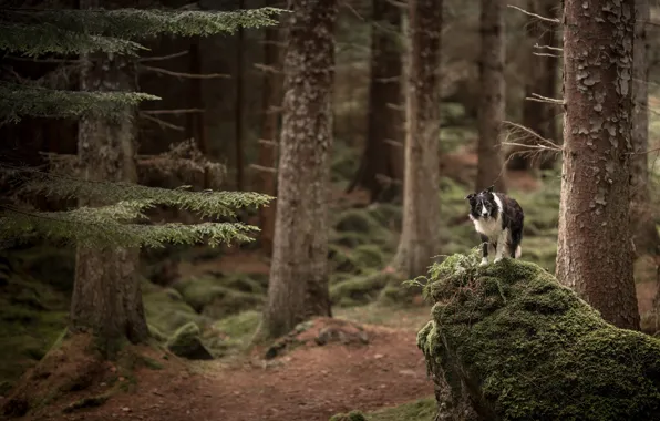Picture forest, trees, branches, nature, moss, dog, ate, trunk