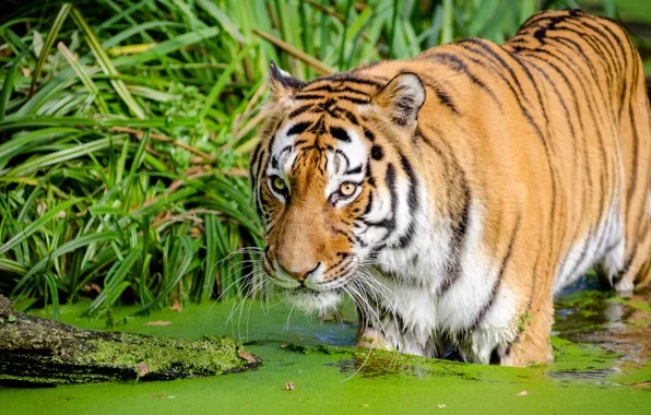 Grass, face, tiger, shore, pond, duckweed