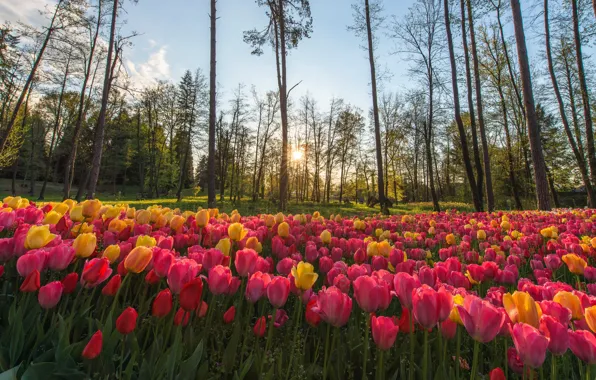 Picture forest, the sky, the sun, rays, light, trees, flowers, yellow