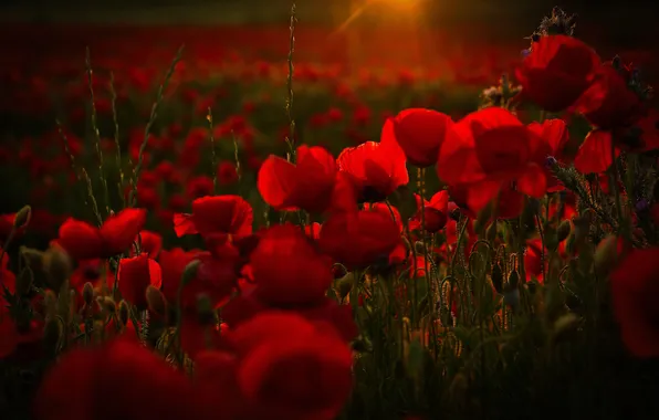 Summer, the sun, rays, light, sunset, flowers, Maki, the evening