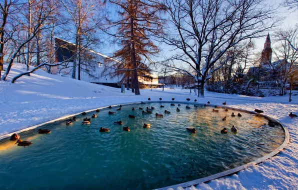 Winter, duck, forest, winter, pond