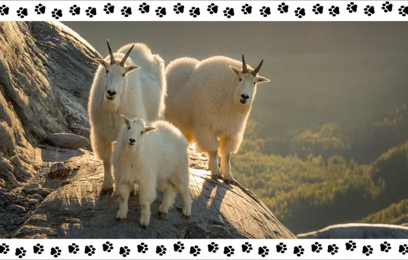 Alaska, Alaska, trio, animals, trio, step by step