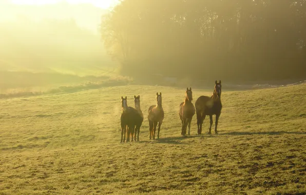 Horses, pasture, haze, corral, morning mist, corral