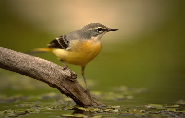 Water, branches, bird, beak