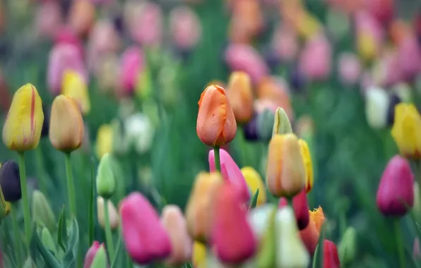 Nature, spring, tulips