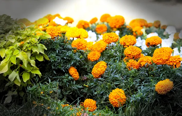 Picture macro, flowers, flowerbed