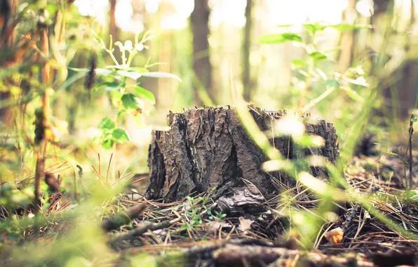 Forest, trunk, cut