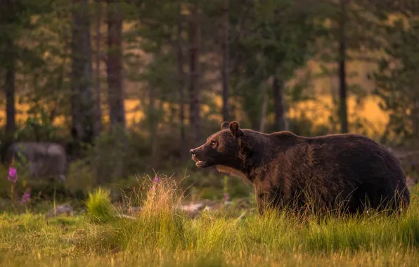 Picture forest, grass, look, trees, nature, pose, bear, bear