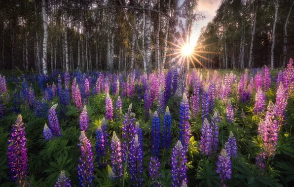 Picture the rays of the sun, birch grove, lupins