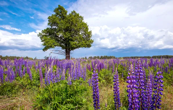 Wallpaper meadow, summer, trees, lupins