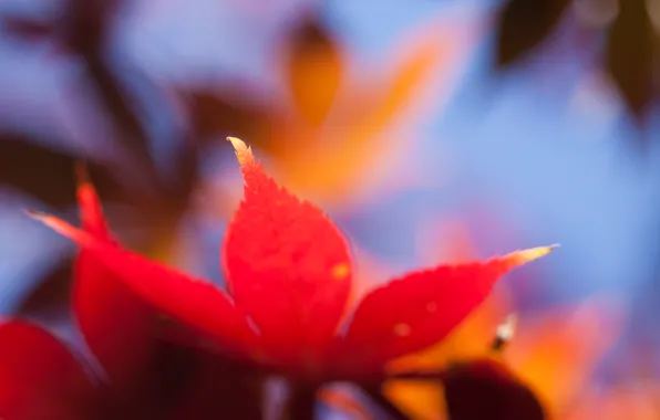 Picture macro, orange, bright, sheet, Autumn, blur, maple