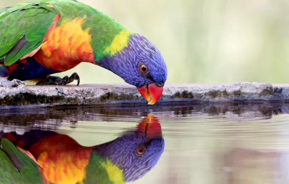 Picture water, nature, bird, thirst, parrot