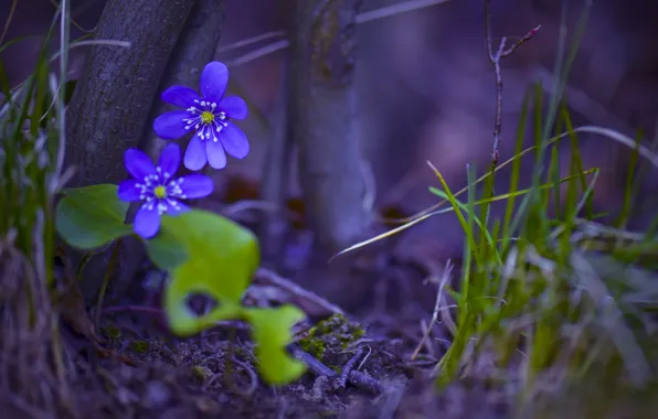 Picture forest, grass, macro, trees, flowers, nature, trunks, anemone