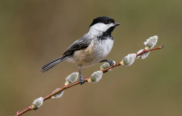 Background, bird, branch, spring, Verba, tit
