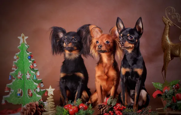 Dogs, look, pose, toys, dog, deer, fruit, Christmas