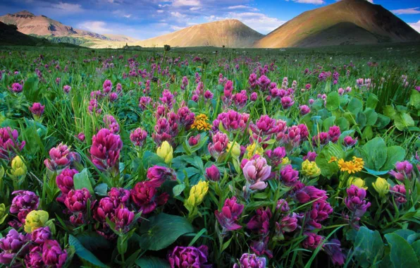 Landscape, flowers, mountains, nature, meadow, Colorado, USA