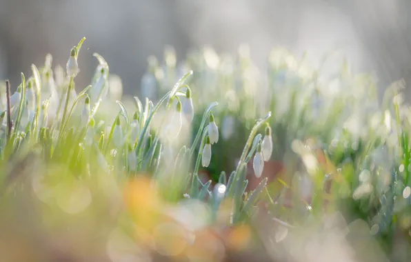 Picture light, flowers, nature, glare, lights, glade, spring, snowdrops