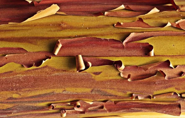Surface, texture, bark, wood, arbutus, tree bark, the texture of the wood