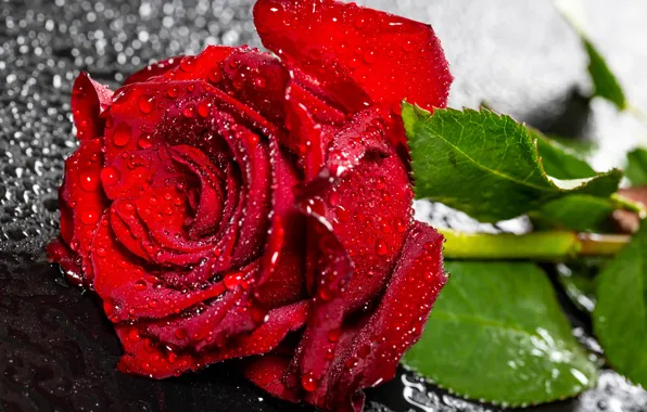 Picture leaves, drops, flowers, red, roses, stem, buds, bokeh