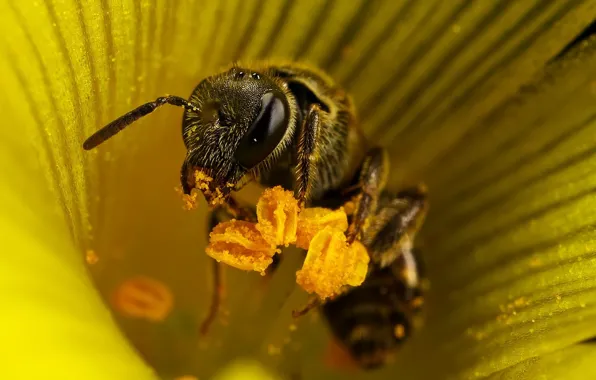 Flower, bee, stamens, 155