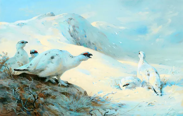 Winter, Snow, Birds, Picture, Archibald Thorburn, Archibald Thorburn,, Scottish painter, Partridges