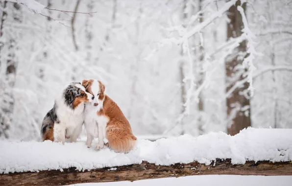 Winter, forest, snow, love, a couple, two dogs, Australian shepherd, Aussie