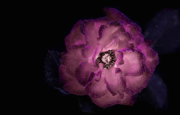 Drops, macro, Rosa, petals, buds
