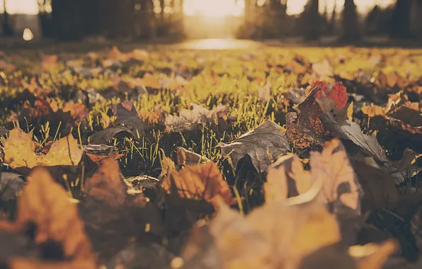 Autumn, leaves, yard, dry