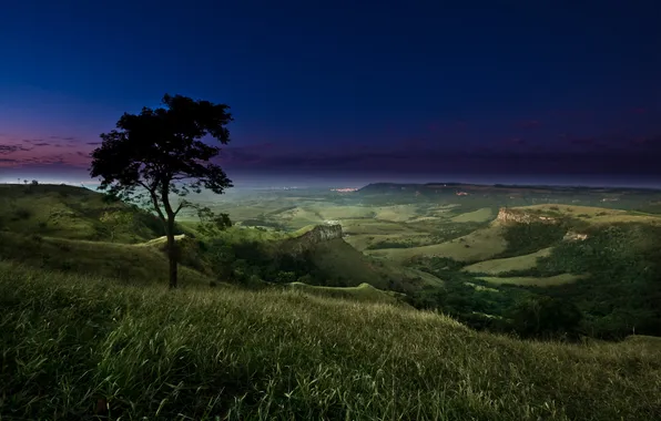 Trees, night, the evening