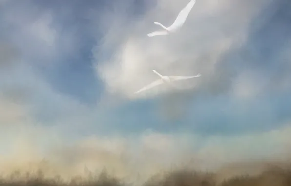 The sky, clouds, geese