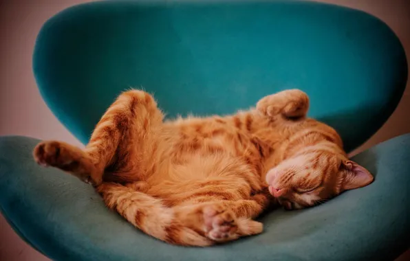Cat, pose, green, comfort, background, sleep, eggs, chair