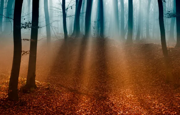Autumn, forest, leaves, light, trees, branches, fog