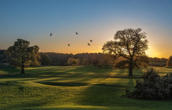 Picture field, trees, landscape, birds, nature, Park, dawn