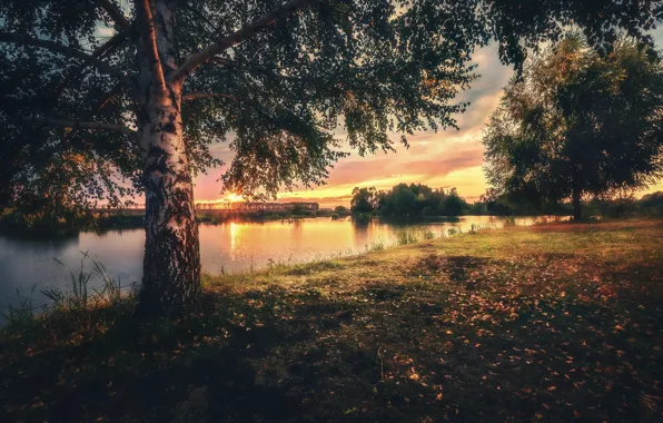 Picture trees, landscape, sunset, nature, river, birch