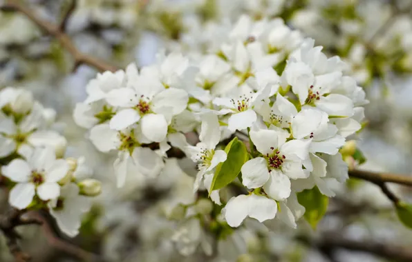 Flower, Spring, Apple