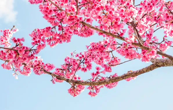 Branches, spring, Sakura, flowering, pink, blossom, sakura, cherry