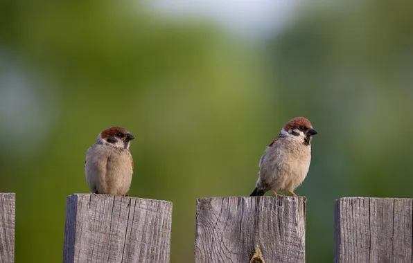 Sparrow, two, blurred background, Dmitry Chudinin