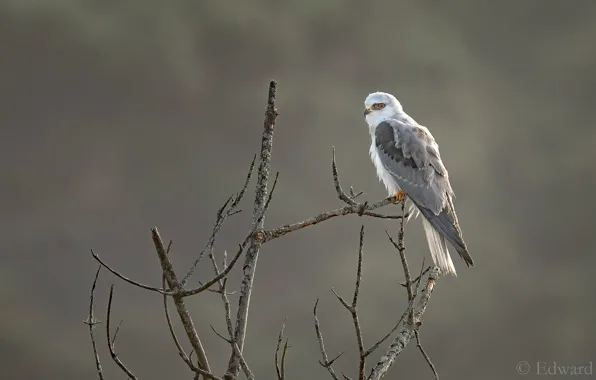 The sun, branches, background, bird, predator, kite, bokeh, Smoky white-tailed kite