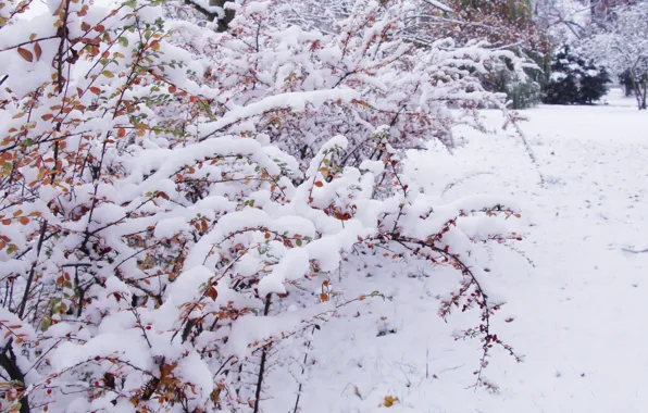 White, park, winter, snow, cold, twig