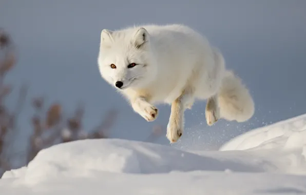 Winter, the sky, look, light, snow, flight, nature, pose