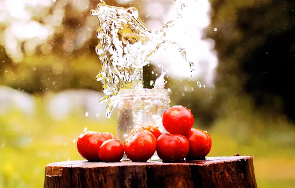 Picture water, squirt, stump, Bank, tomatoes