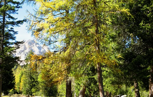 Trees, nature, Park, photo, Italy, South Tyrol