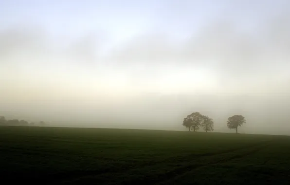 Field, trees, landscape, fog