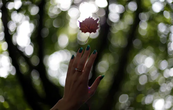 Picture leaves, background, hands
