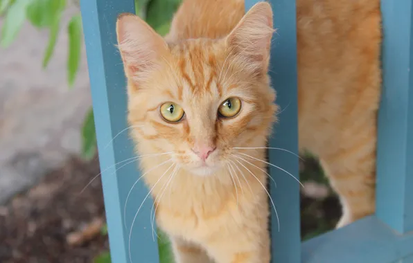 Pussy, tiger, cat, pussycat, canary islands