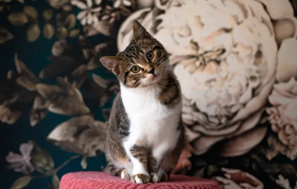 Cat, cat, look, pose, face