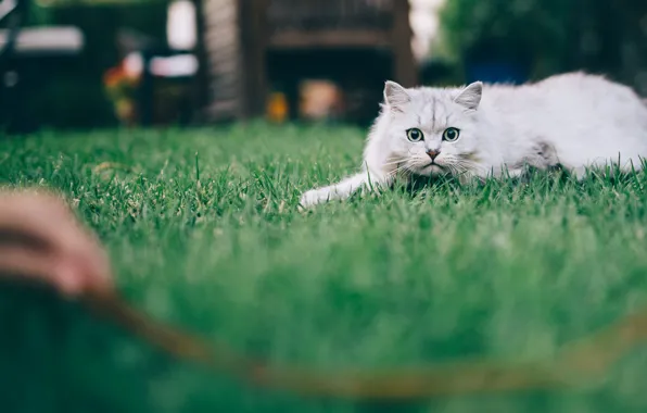 Cat, white, summer, grass, cat, look, pose, lawn