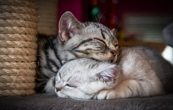 Cat, cat, cats, pose, comfort, house, kitty, grey