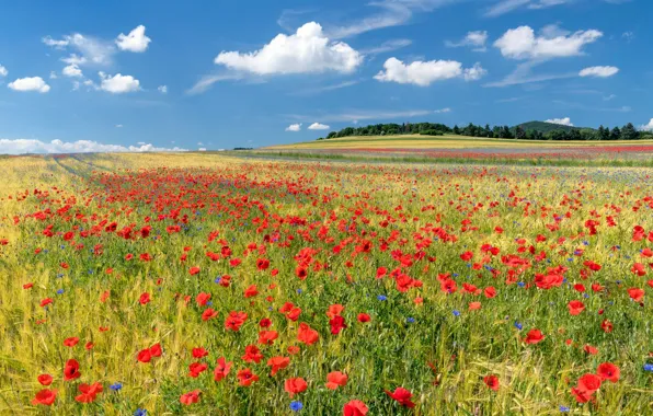 Picture summer, the sky, clouds, flowers, blue, Mac, Maki, dal