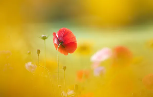 Flower, summer, light, yellow, red, bright, background, Mac